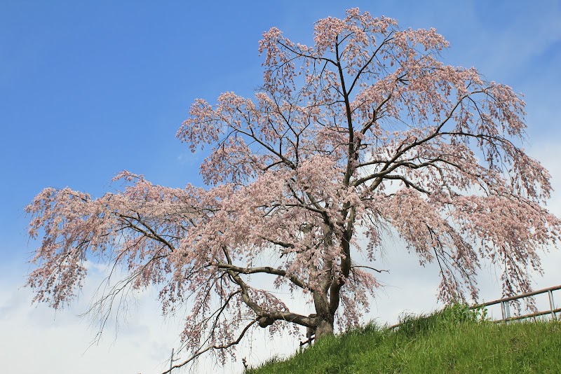 御池の滝桜