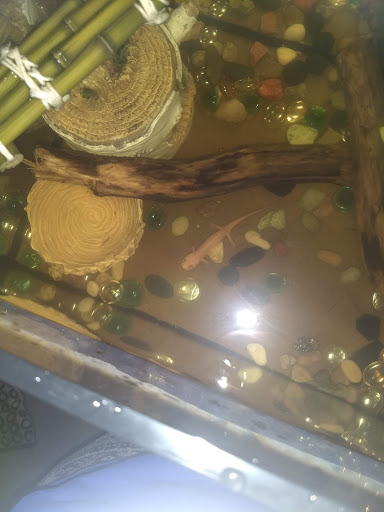 Pet Store «Everything Pets», reviews and photos, 1506 Altamont Ave, Schenectady, NY 12303, USA