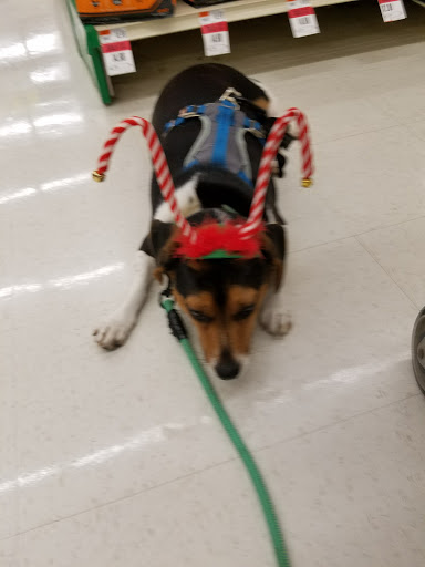 Pet Supply Store «Pet Supplies Plus», reviews and photos, 500 S St W, Raynham, MA 02767, USA