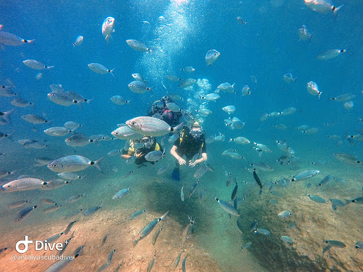 Antalya Scuba Diver Dive Center / Dive School