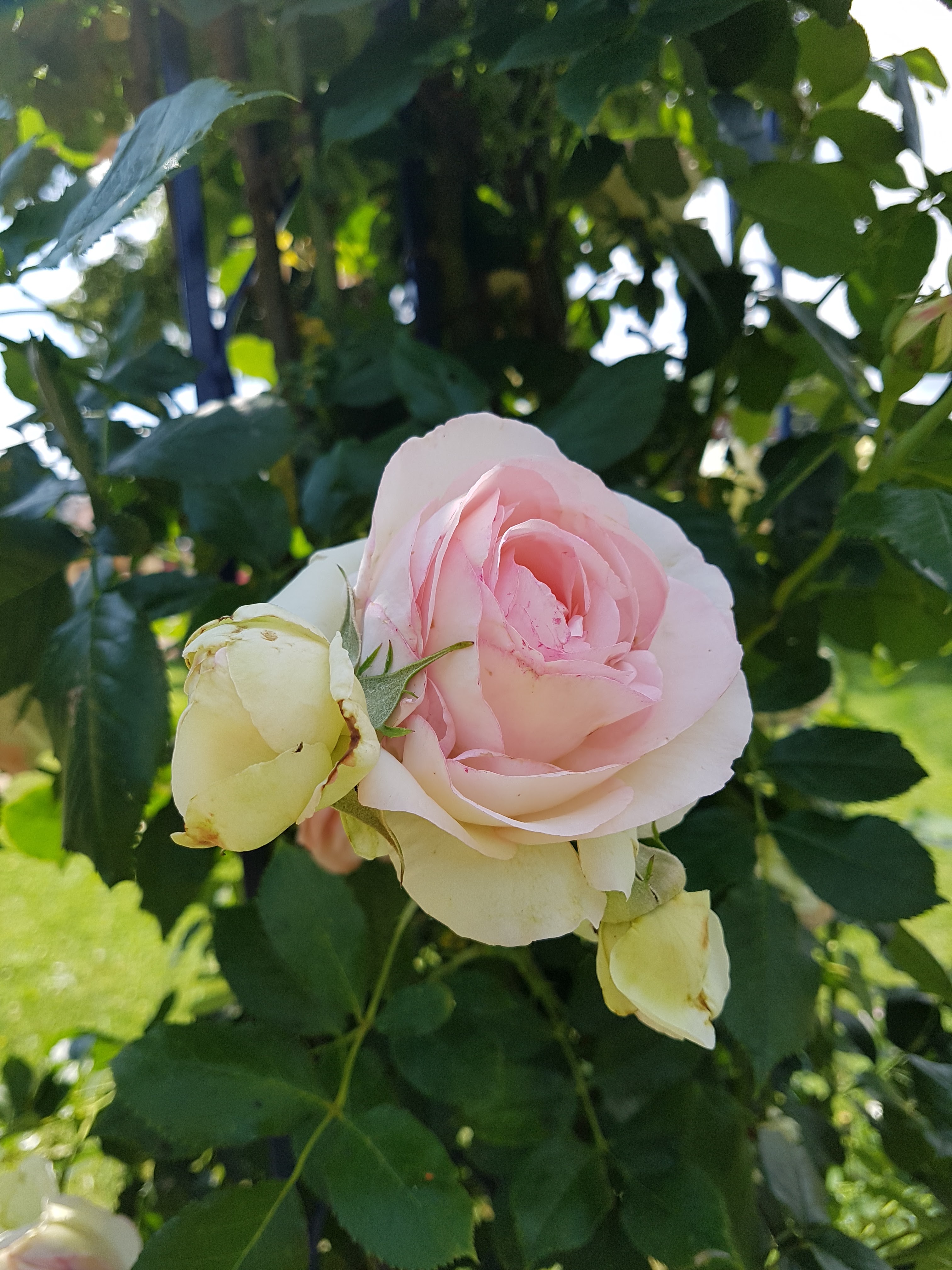 Photo n° 7 de l'avis de Jean.r fait le 14/06/2018 à 20:37