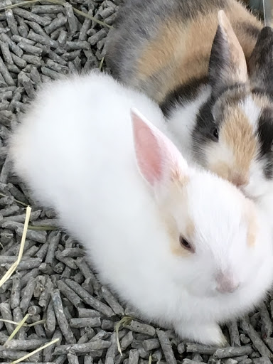 Pet Store «Petland Lewis Center», reviews and photos, 86 Meadow Park Ave, Lewis Center, OH 43035, USA