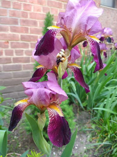 Park «Travers Park», reviews and photos, 76-9 34th Ave, Jackson Heights, NY 11372, USA