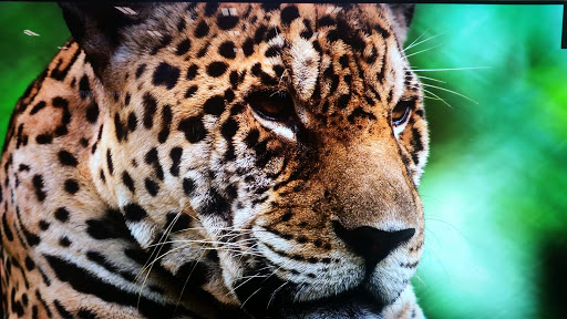 Electronics Store «Best Buy», reviews and photos, 12410 St Charles Rock Rd, Bridgeton, MO 63044, USA