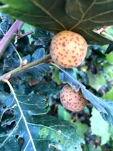 Winery «Tyee Wine Cellars», reviews and photos, 26335 Greenberry Rd, Corvallis, OR 97333, USA