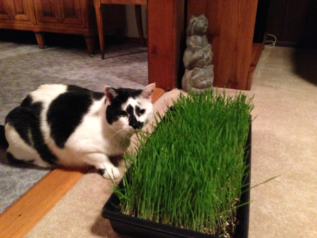 Lucy's Cat Grass