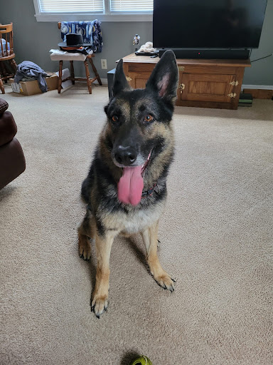 Pet Supply Store «PetSmart», reviews and photos, 2784 Wilma Rudolph Blvd, Clarksville, TN 37040, USA