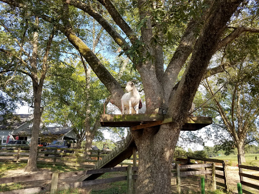 Tourist Attraction «Mitcham Farm», reviews and photos, 797 W Macedonia Church Rd, Oxford, GA 30054, USA