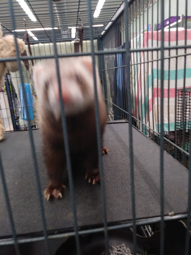 Pet Store «Wet Pet & Reptile Center», reviews and photos, 429 Eastern Blvd, Essex, MD 21221, USA