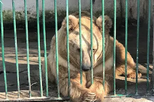 Dushanbe Zoo image
