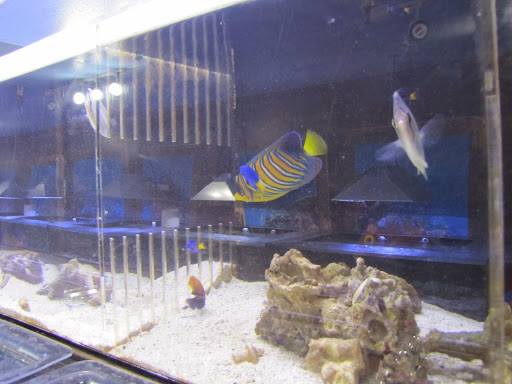 Tropical Fish Store «Arizona Custom Aquariums», reviews and photos, 3817 N Oracle Rd #A, Tucson, AZ 85705, USA