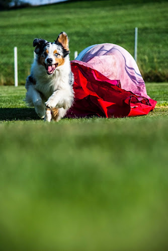 hundeschule-wolfstein.de