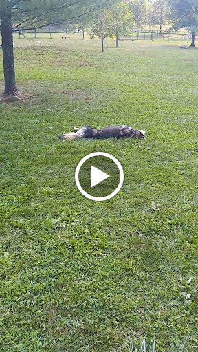 Dog Park «Worthington Off Leash Dog Park», reviews and photos, 8170 Hillsborough Rd, Ellicott City, MD 21043, USA