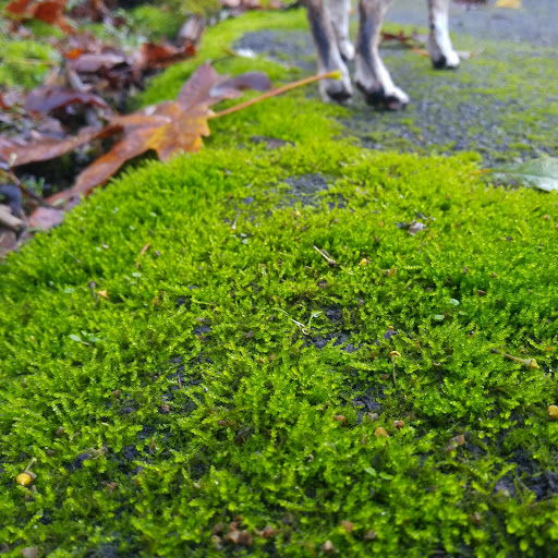 Park «Old Canemah Park», reviews and photos, South End Rd, Oregon City, OR 97045, USA