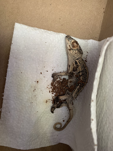 Pet Supply Store «Petco Animal Supplies», reviews and photos, 308 E Meighan Blvd, Gadsden, AL 35903, USA