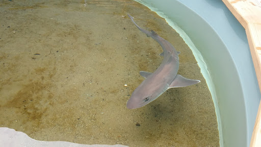 Maritime Museum «Maritime Gloucester», reviews and photos, 23 Harbor Loop, Gloucester, MA 01930, USA