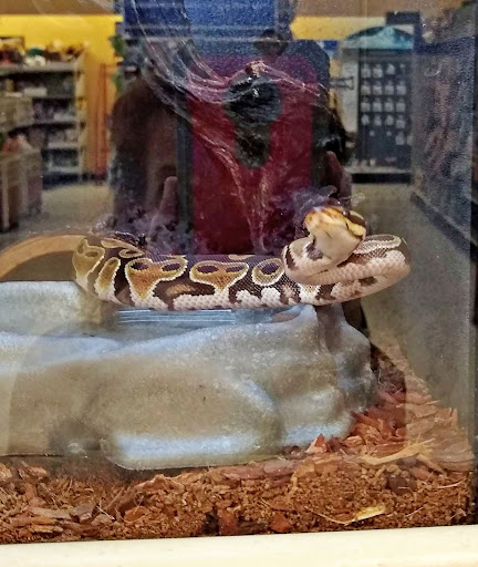 Pet Supply Store «PetSmart», reviews and photos, 842 Dawsonville Hwy, Gainesville, GA 30501, USA