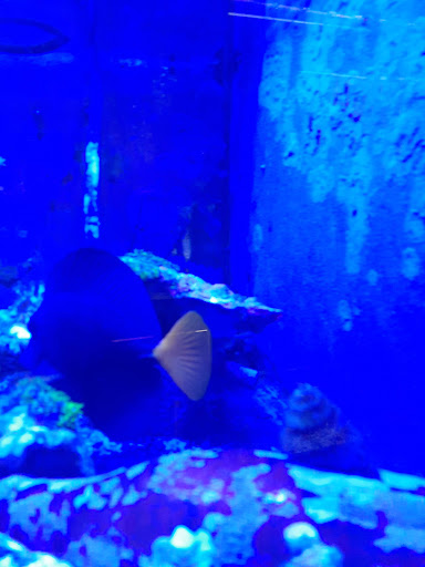 Pet Supply Store «Pet Station Jackson», reviews and photos, 1617 E Michigan Ave, Jackson, MI 49202, USA