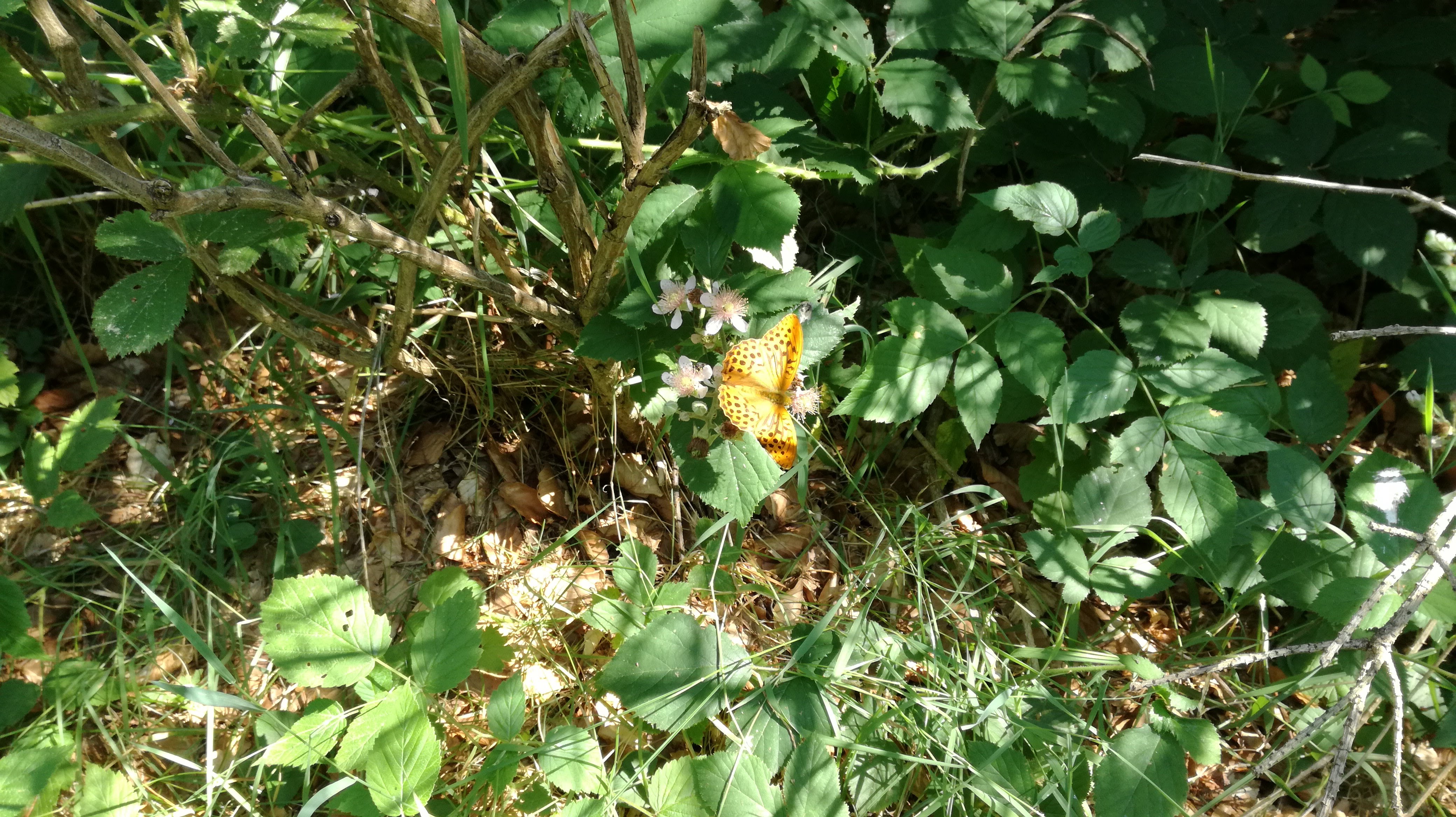 Photo n° 5 de l'avis de Thierry.i fait le 31/07/2018 à 12:45