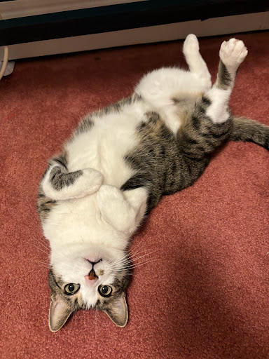 Northern Woods Animal Hospital image