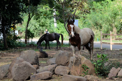 Doi Kham Thai horse Conservation