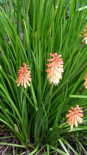 Health Food Store «Willimantic Food Co-Op», reviews and photos, 91 Valley St, Willimantic, CT 06226, USA