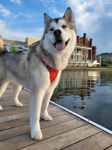 Pet Supply Store «Bad Dog Frida», reviews and photos, 2094 Atwood Ave, Madison, WI 53704, USA