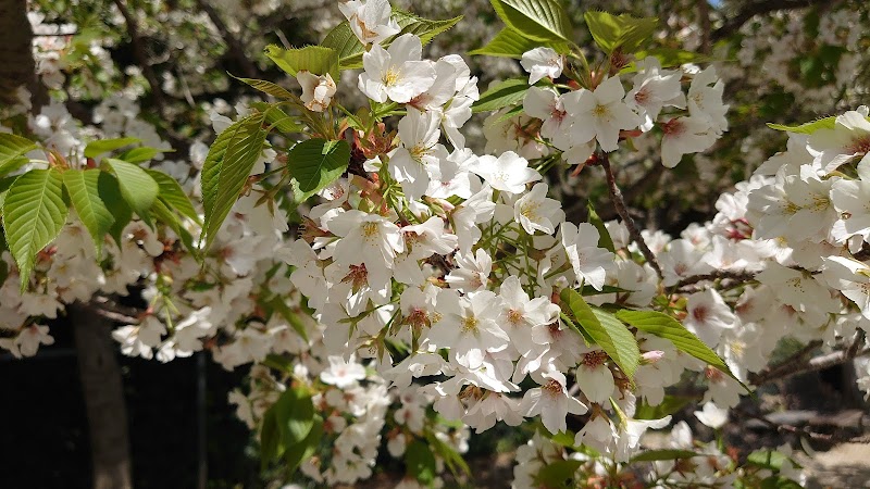 真上中央公園