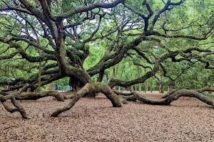 Angel Oak Tree image