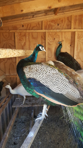 Animal Feed Store «Barnstable Farm & Pet», reviews and photos, 48 Lombard Ave, West Barnstable, MA 02668, USA