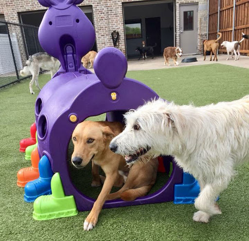 Dog accommodation Dallas