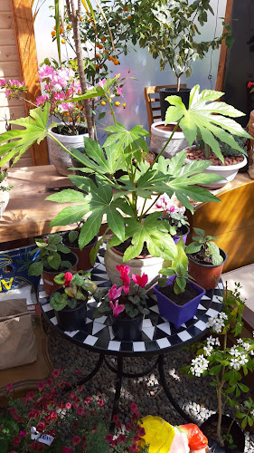 SoldelSur Plantas, Arboles & Ornamentacion - Tienda