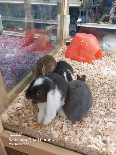 Pet Supply Store «Pet Supermarket», reviews and photos, 6325 Falls of Neuse Rd, Raleigh, NC 27615, USA