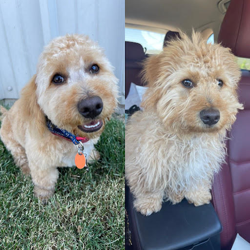 Pet Boarding Service «Coddled Critters Pet Resort and Spaw», reviews and photos, 80 Pacific Ave, North Salt Lake, UT 84054, USA