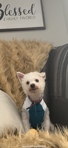 Pet Groomer «iPaw Pet Salons (Evans Rd.)», reviews and photos, 20770 US-281 #106, San Antonio, TX 78258, USA