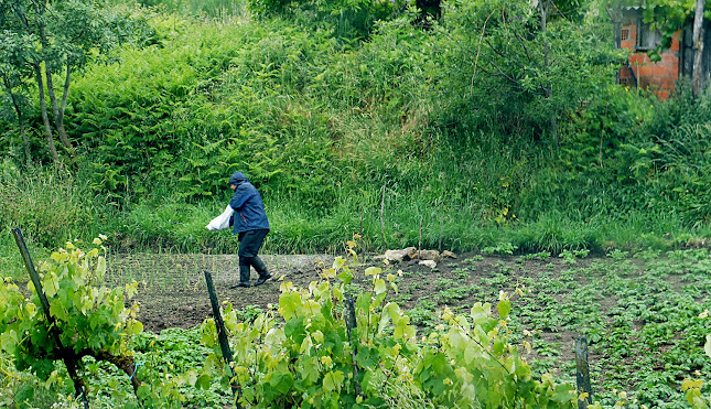 Gazeta Rural