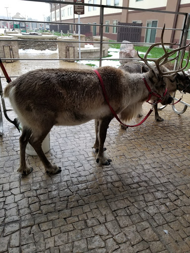 Water Park «Soaring Eagle Waterpark and Hotel», reviews and photos, 5665 E Pickard Rd, Mt Pleasant, MI 48858, USA