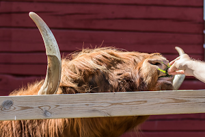 Kuopio Animal Park image