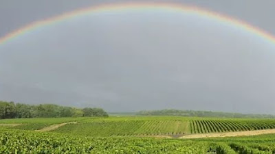 Vignoble Alain Robert à Chançay