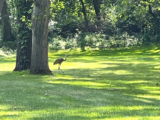 Golf Club «Nine Springs Golf Course», reviews and photos, 2201 Traceway Dr, Fitchburg, WI 53713, USA