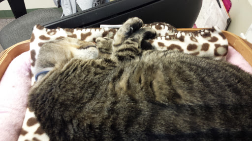 Animal Care Clinic Inc image