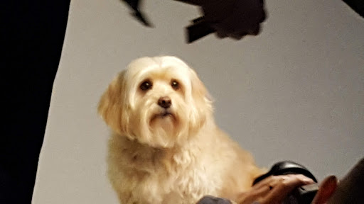 Pet Supply Store «The Urban Pet», reviews and photos, 7515 Beverly Blvd, Los Angeles, CA 90036, USA