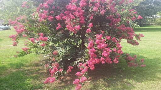 National Park «Kenilworth Park», reviews and photos, 1505 Ancostia Ave NE, Washington, DC 20019, USA