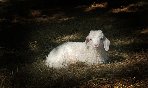 Grocery Store «Lowes Foods of Boone», reviews and photos, 267 New Market Centre, Boone, NC 28607, USA