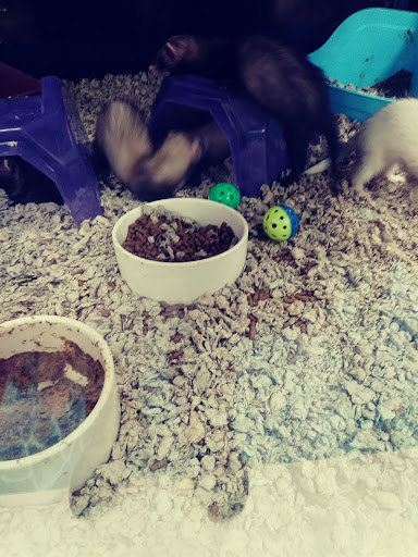 Pet Supply Store «Petco Animal Supplies», reviews and photos, 317 Boardman Poland Rd, Boardman, OH 44512, USA