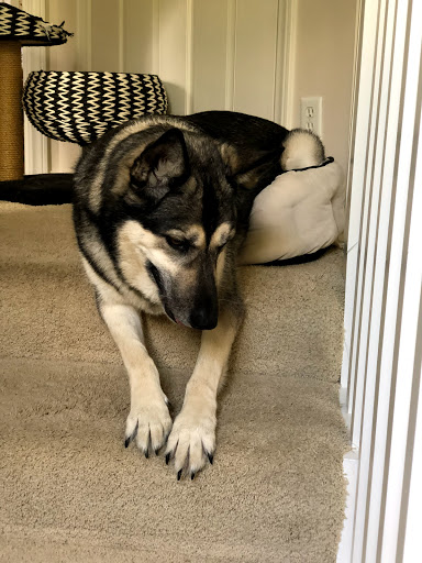 Pet Supply Store «Pet Haven», reviews and photos, 626 N Glenoaks Blvd, Burbank, CA 91502, USA