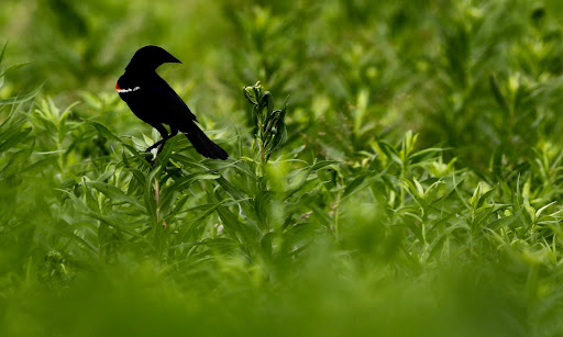 Bird Watching Area «Jelke Creek Bird Sanctuary», reviews and photos, Boncosky Rd, Dundee Township, IL 60118, USA