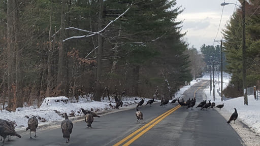 Country Club «Chippanee Golf Club», reviews and photos, 6 Marsh Rd, Bristol, CT 06010, USA