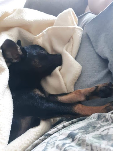 Pet Store «Night Stalkers Pet Emporium», reviews and photos, 5008 Madison Ave, Anderson, IN 46013, USA