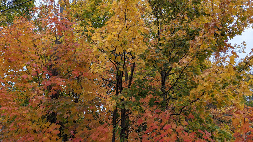 Park «Garfield Park», reviews and photos, Garfield St, Lexington, MA 02421, USA